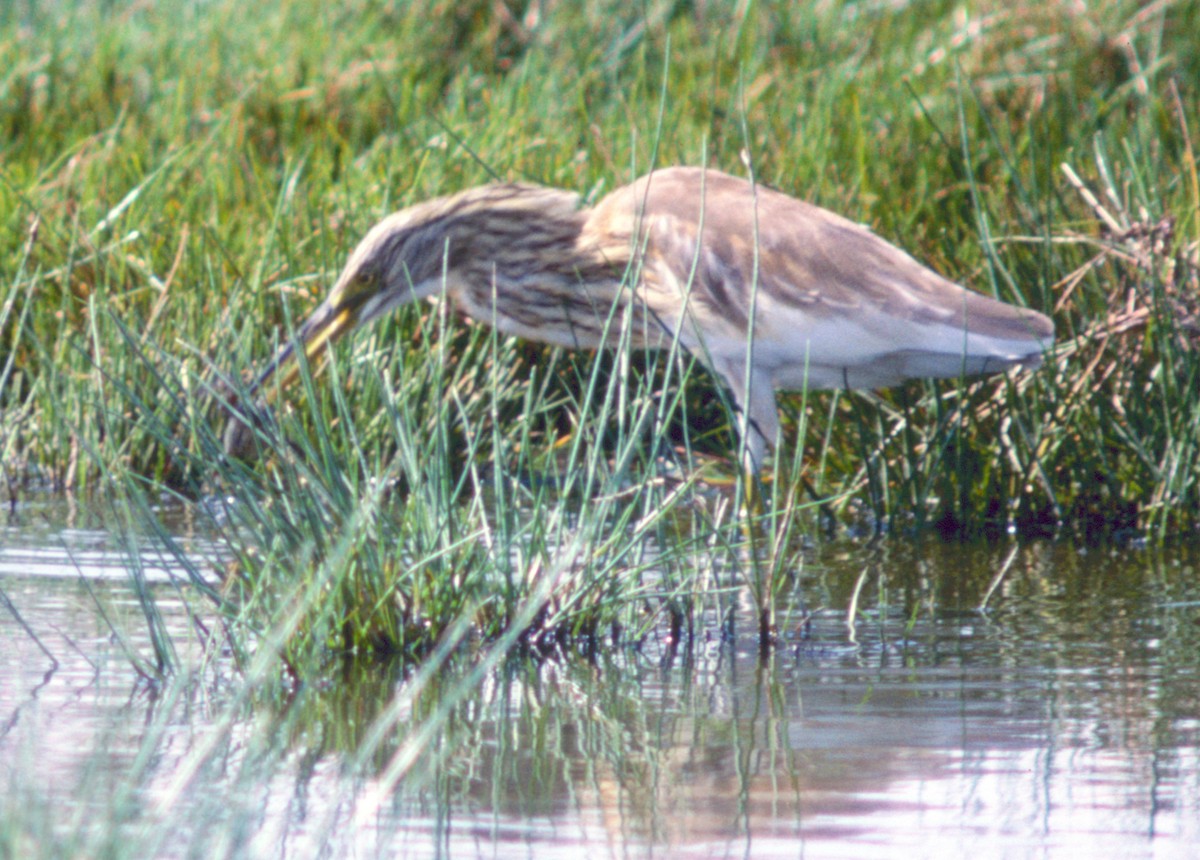 Squacco Heron - ML71095591