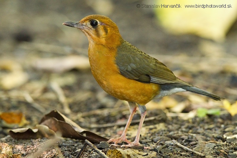 Orange-headed Thrush (Plain-winged) - ML710959