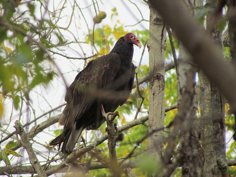 Turkey Vulture - Tracy The Birder