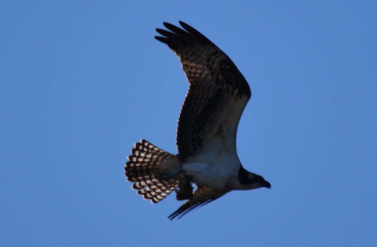 Osprey - ML71098301