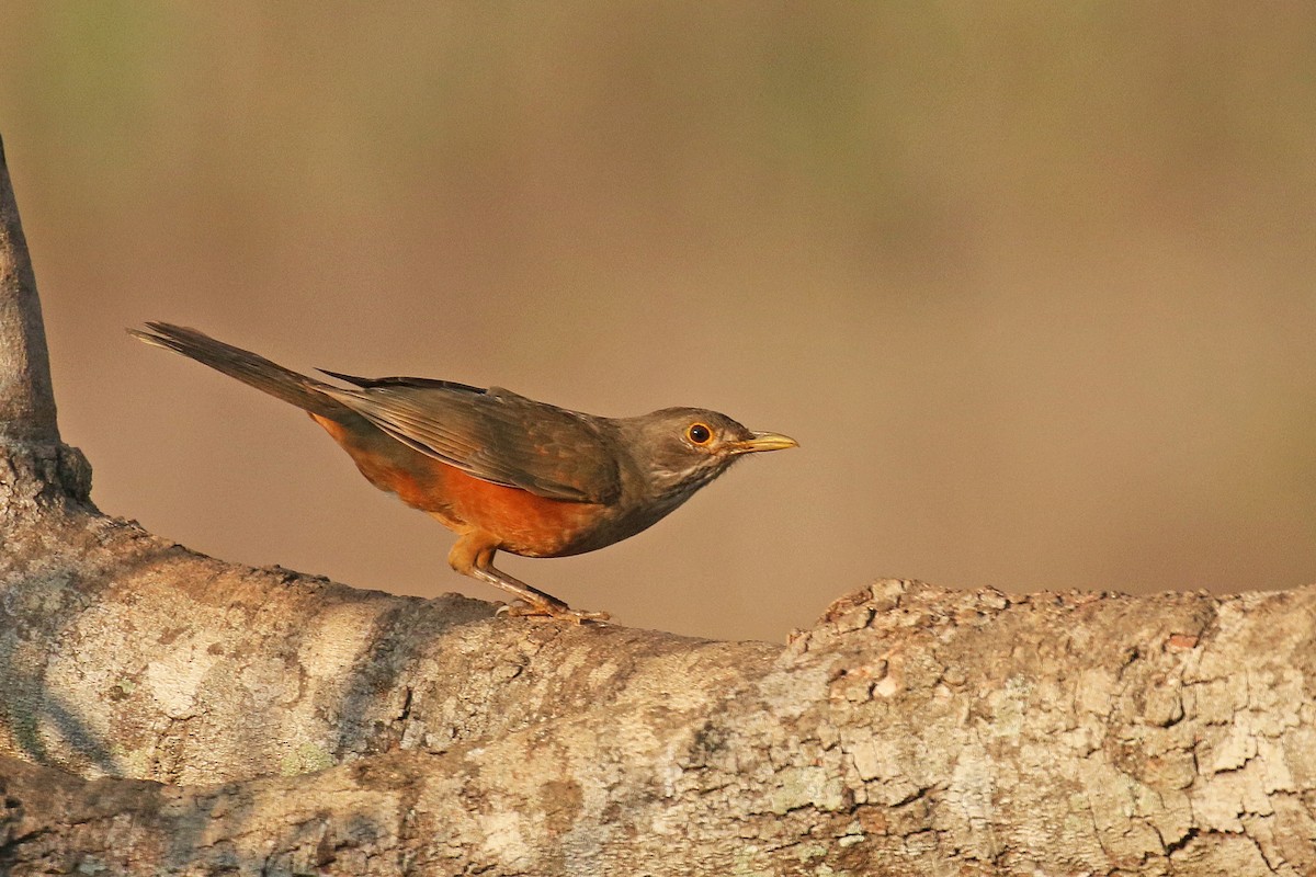 Rufous-bellied Thrush - ML71099041