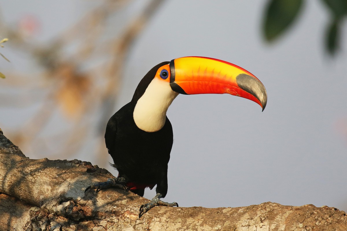 Toco Toucan - ML71099091