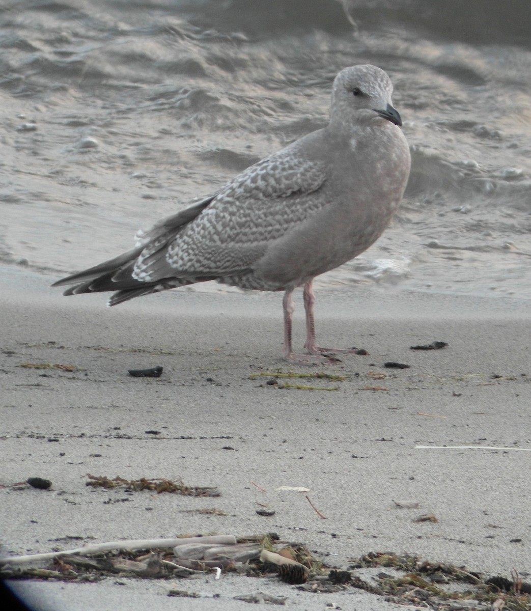 Iceland Gull (Thayer's) - T A