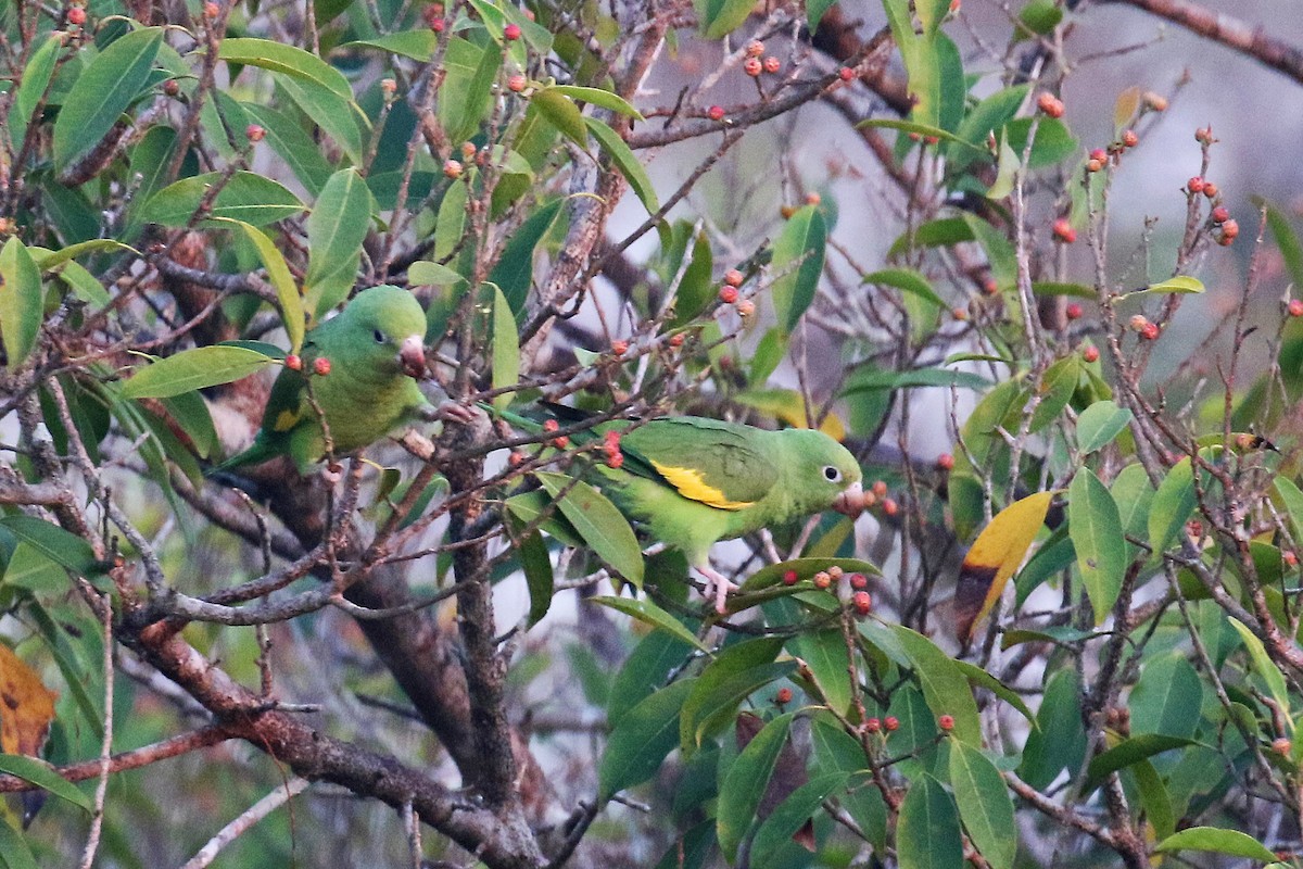 Yellow-chevroned Parakeet - ML71099121