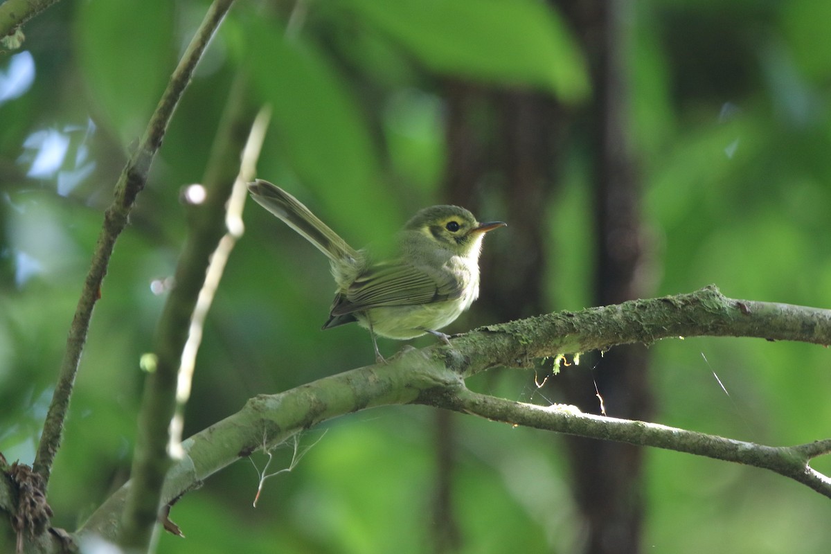 Oustalet's Tyrannulet - Ian Thompson