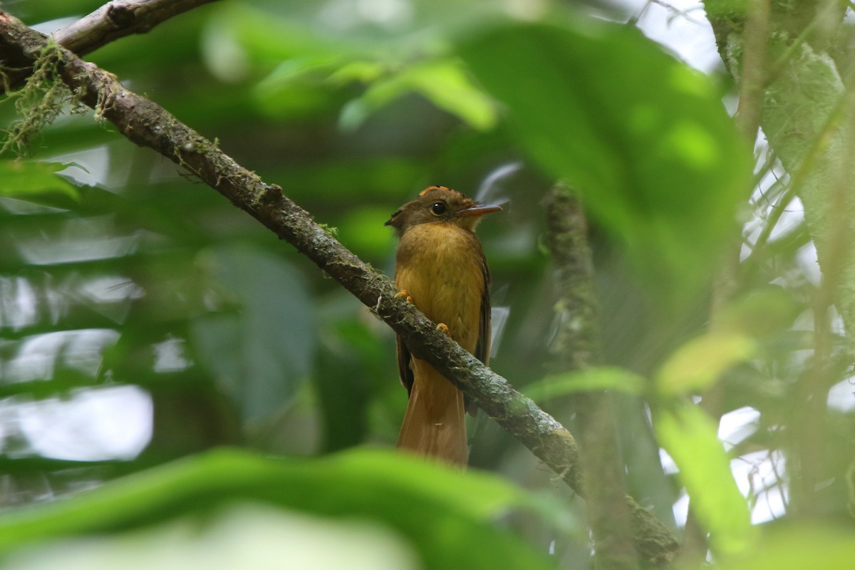 Atlantic Royal Flycatcher - Ian Thompson