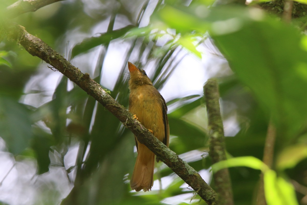 Atlantic Royal Flycatcher - Ian Thompson