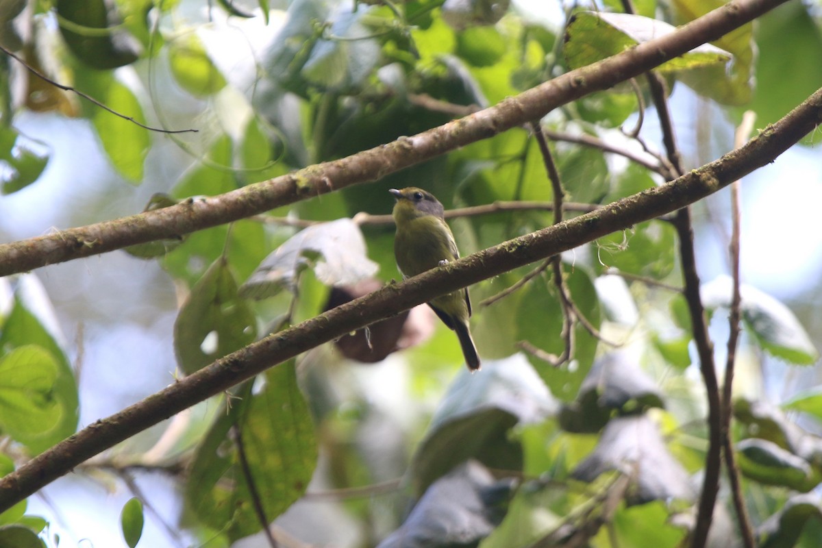 Wing-barred Piprites - Ian Thompson