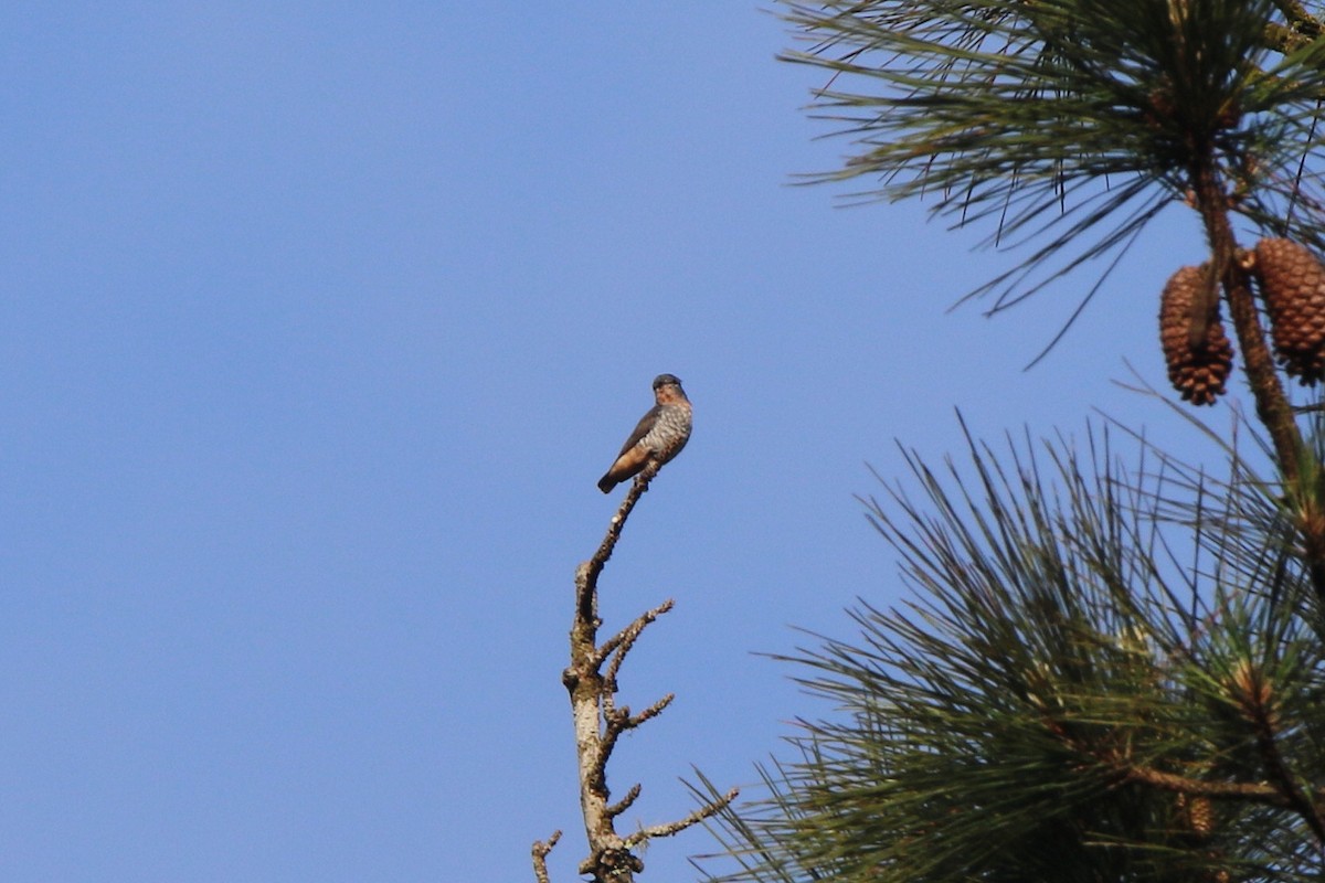 Buff-throated Purpletuft - ML71100291