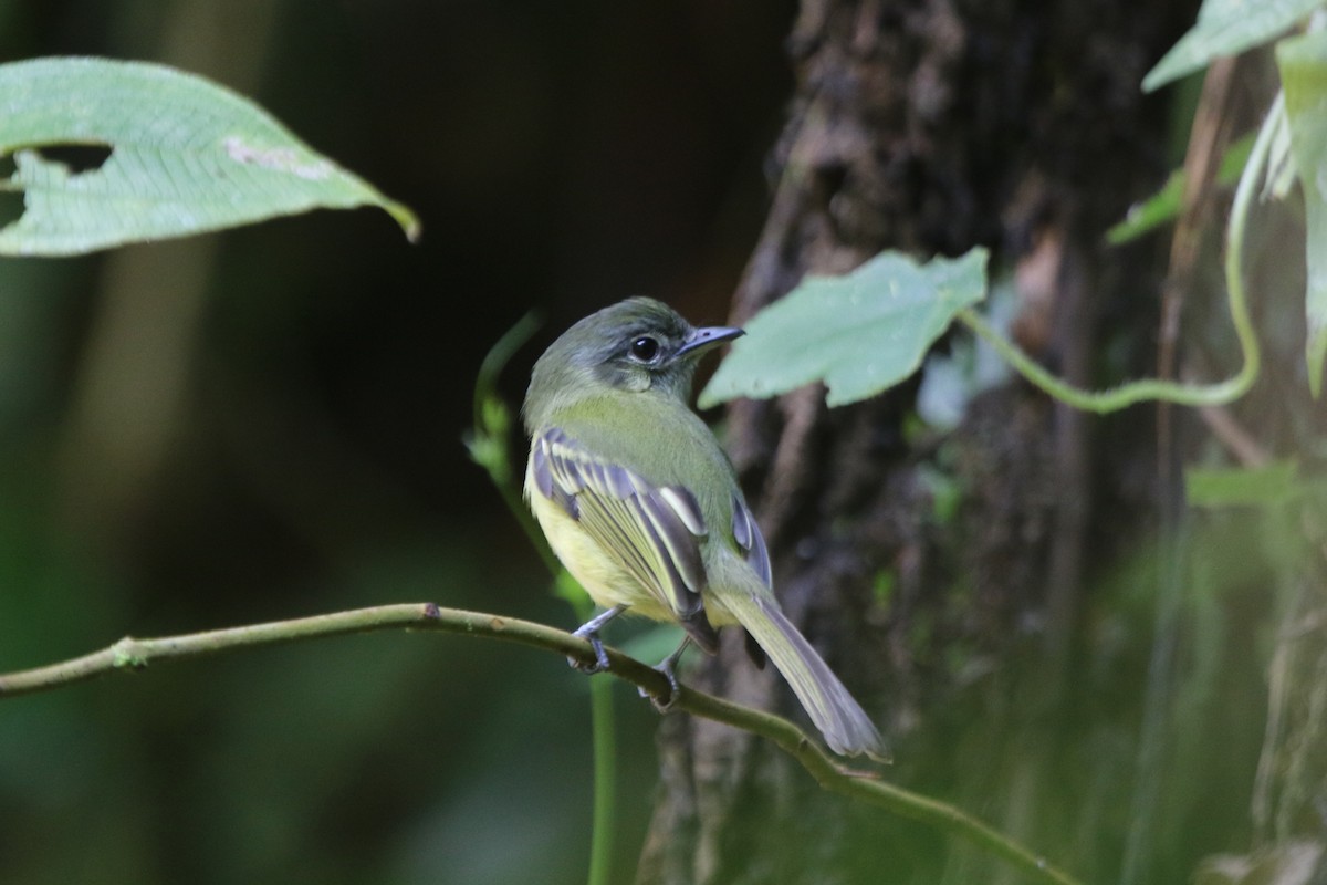 Yellow-olive Flatbill - Ian Thompson