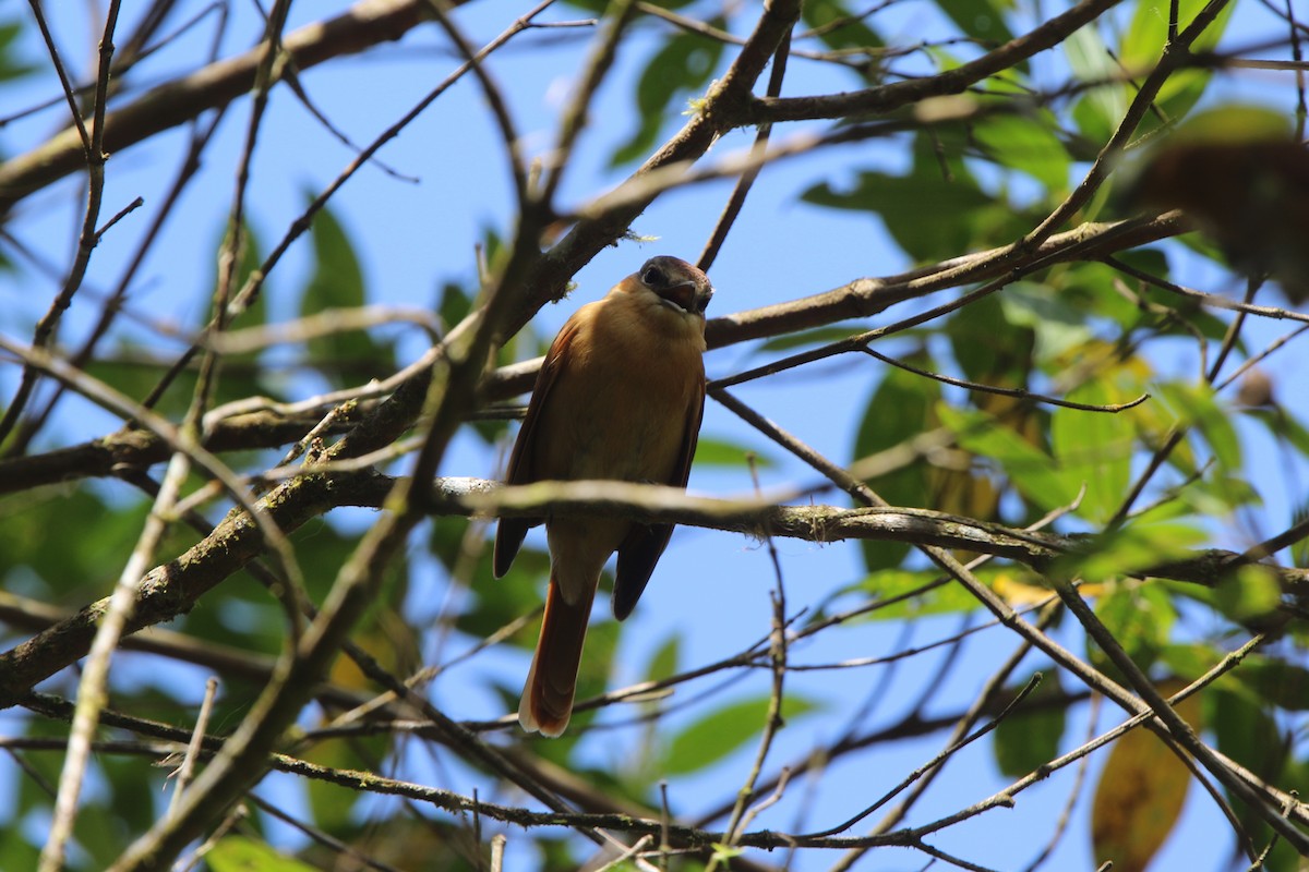 Chestnut-crowned Becard - Ian Thompson