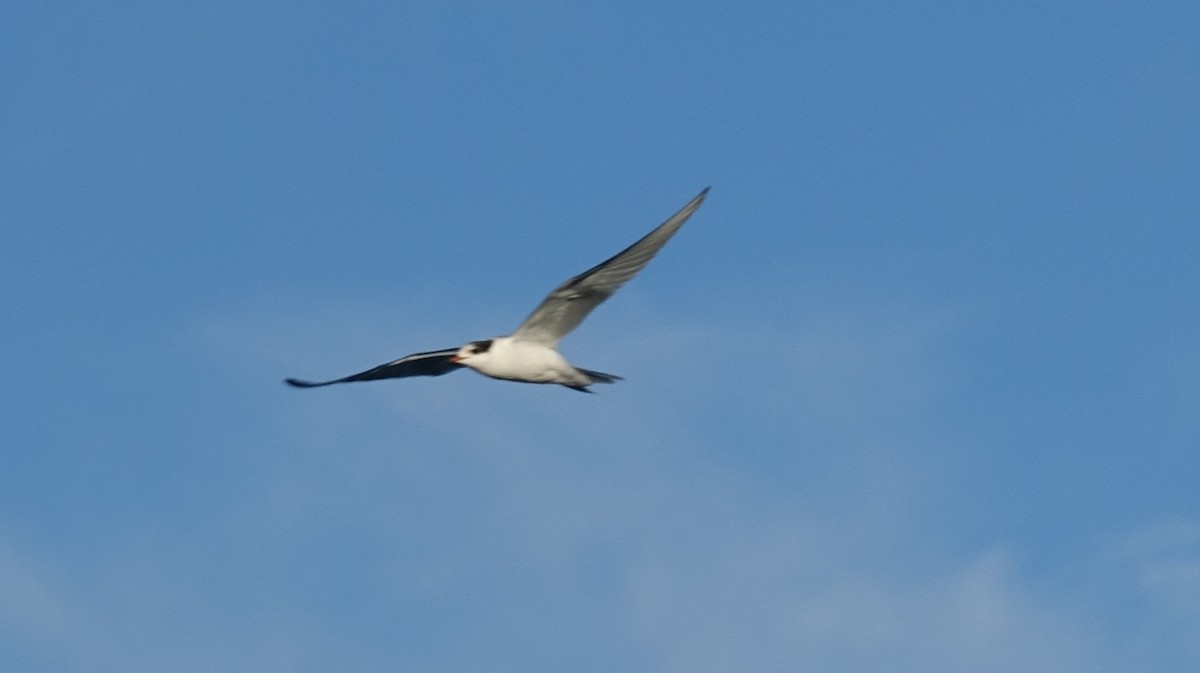 Common Tern - Greg Cross