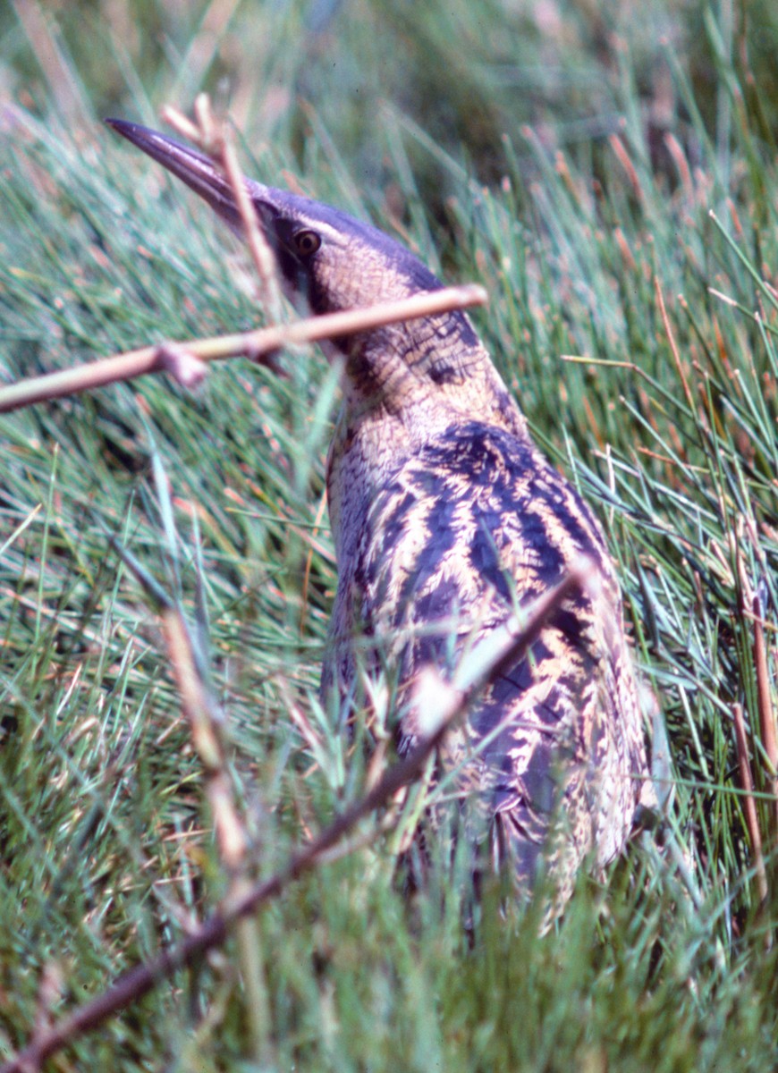 Great Bittern - ML71101621