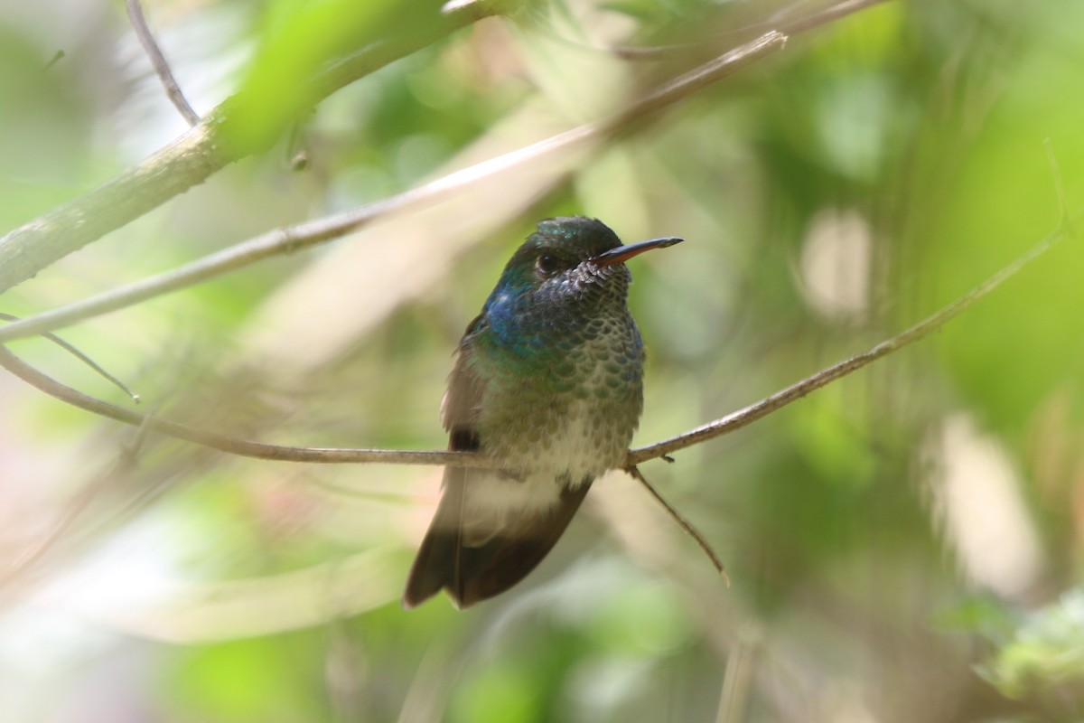 kolibřík pestrý - ML71101671