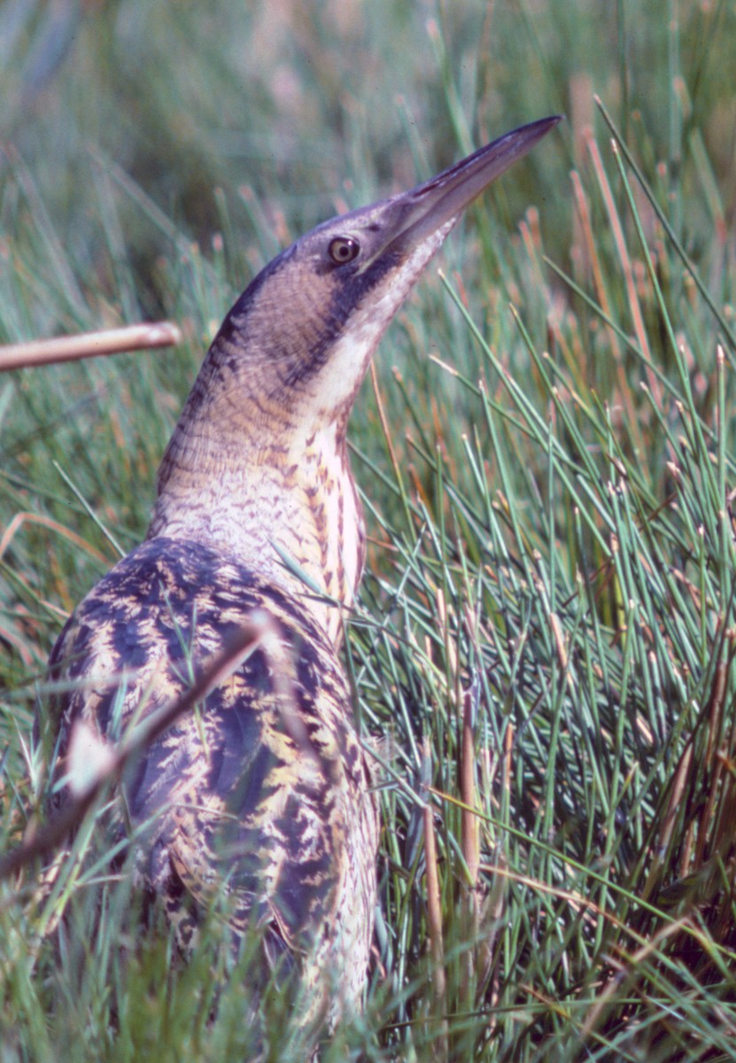 Great Bittern - ML71101811