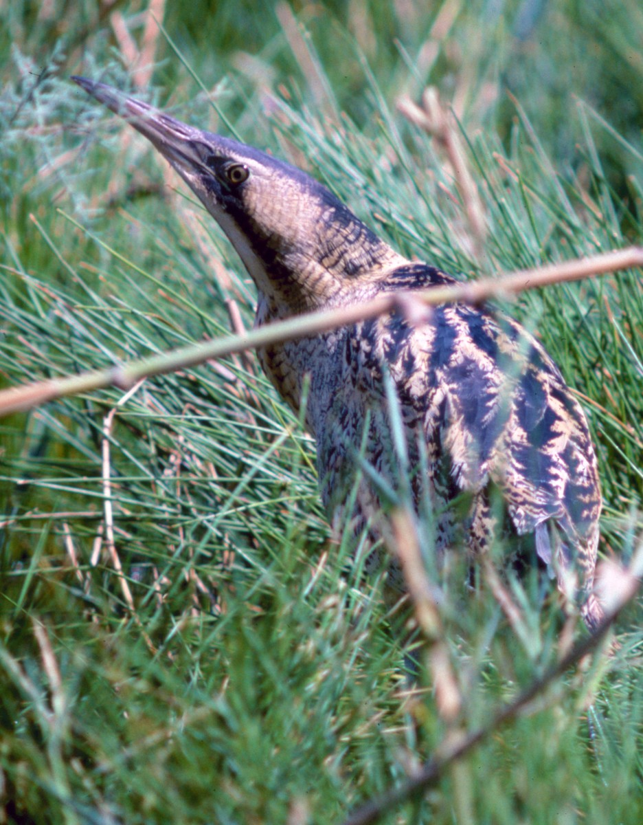 Great Bittern - ML71101941