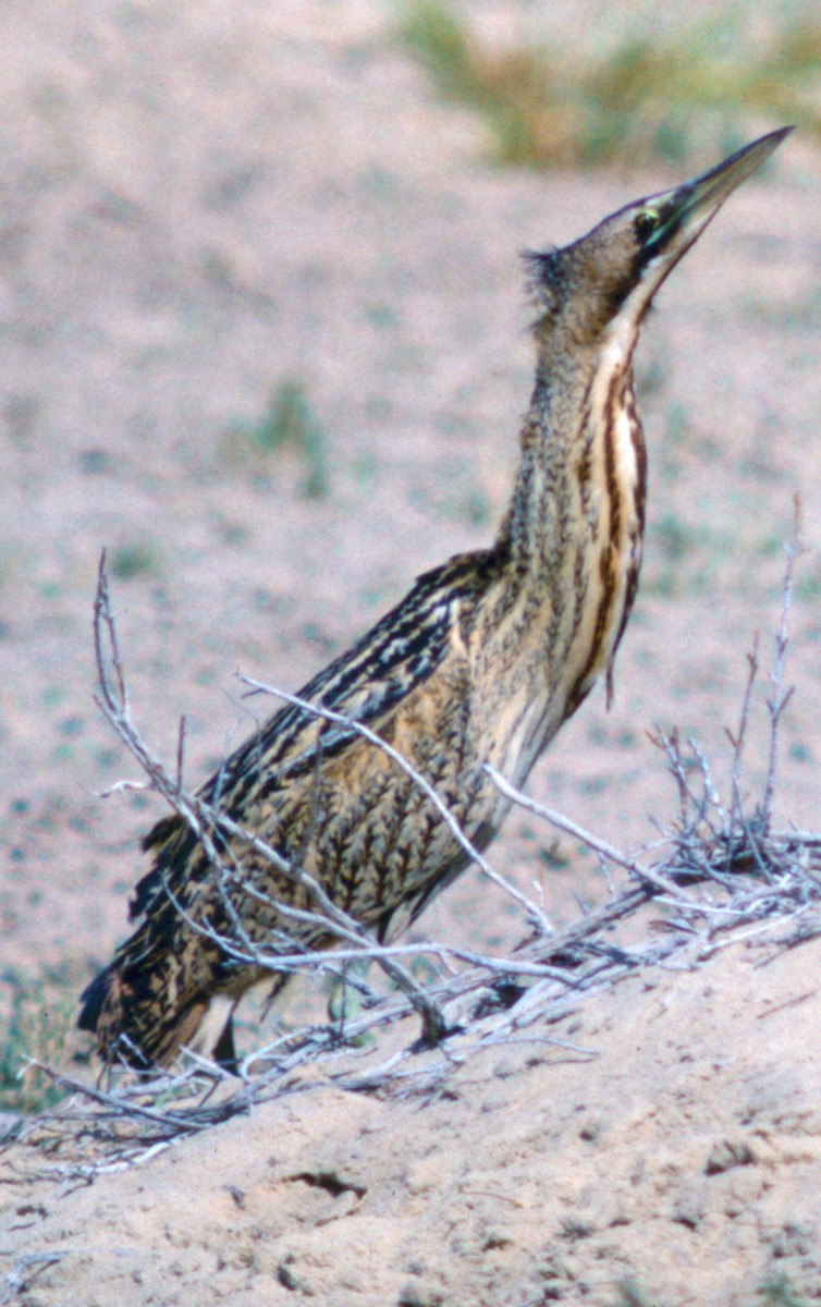 Great Bittern - ML71101951