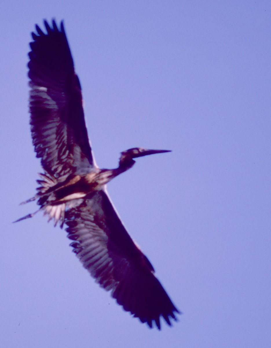 Purple Heron - Cliff Peterson