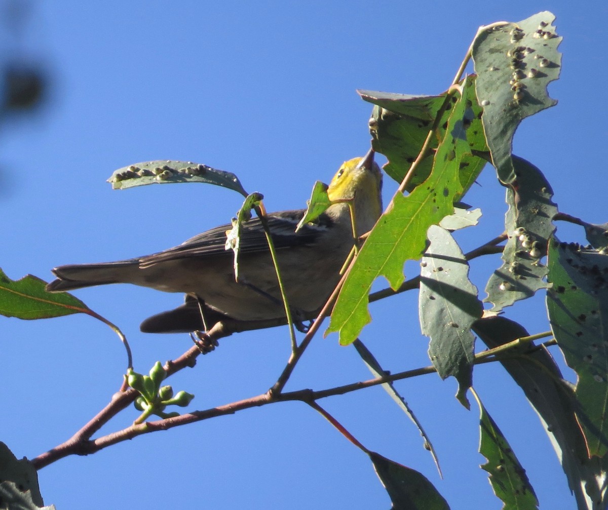 Hermit Warbler - Alex Bairstow