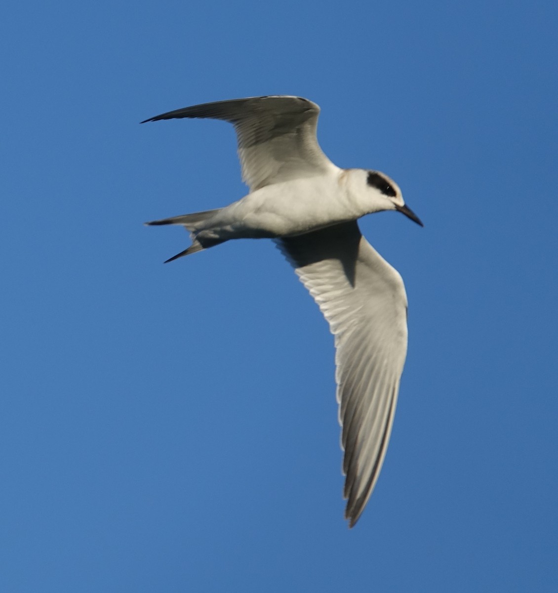 Forster's Tern - ML71102491