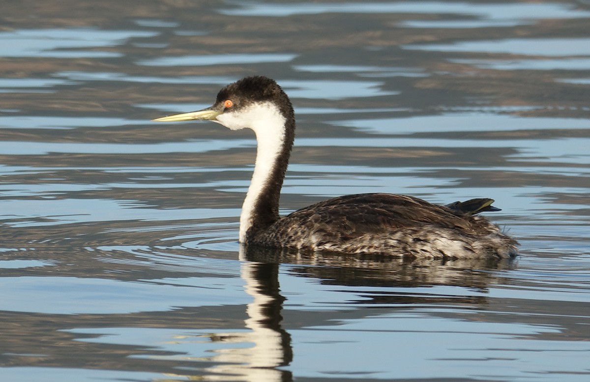 Western Grebe - ML71103061