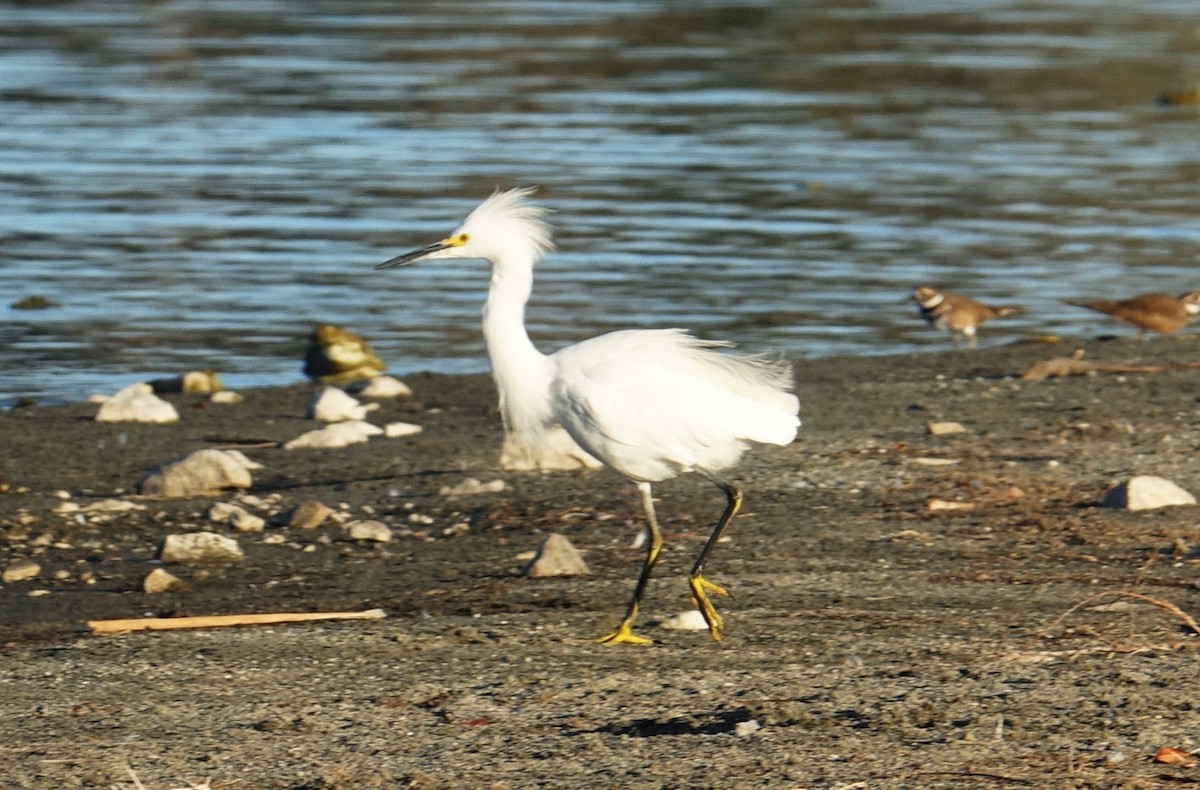 Snowy Egret - Greg Cross