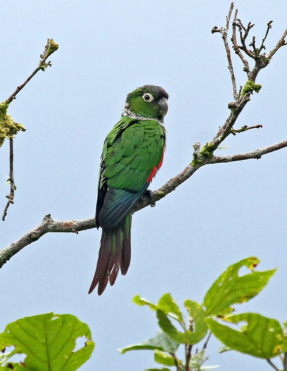 Maroon-tailed Parakeet (Maroon-tailed) - ML711036