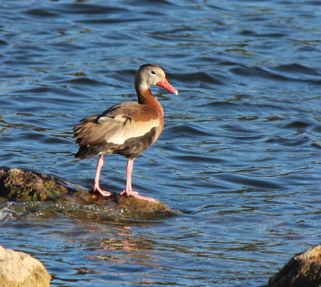 Dendrocygne à ventre noir - ML71103961