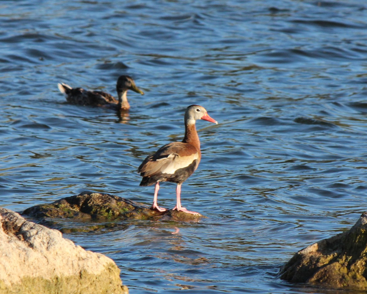 Black-bellied Whistling-Duck - ML71103971
