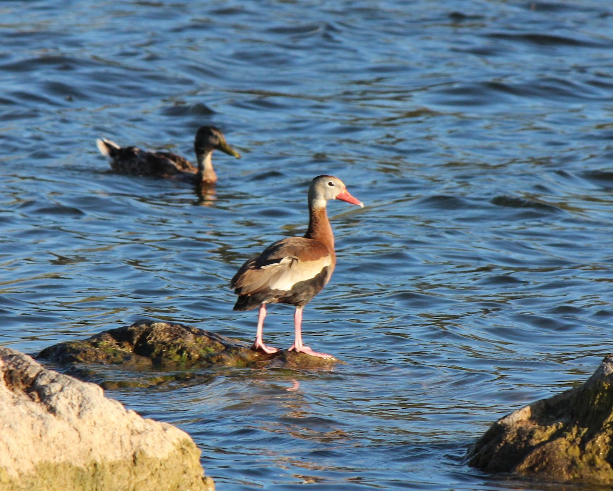 Dendrocygne à ventre noir - ML71103971