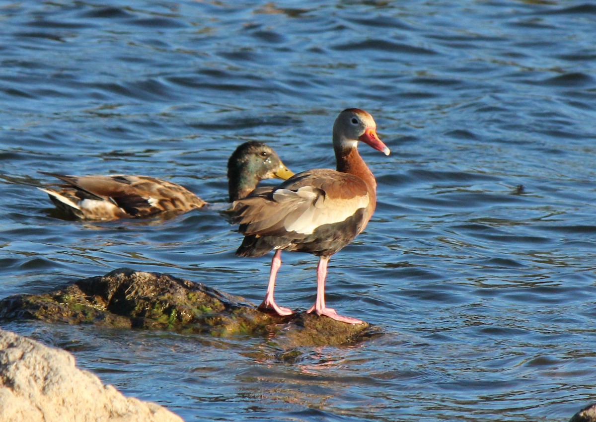 Dendrocygne à ventre noir - ML71103981