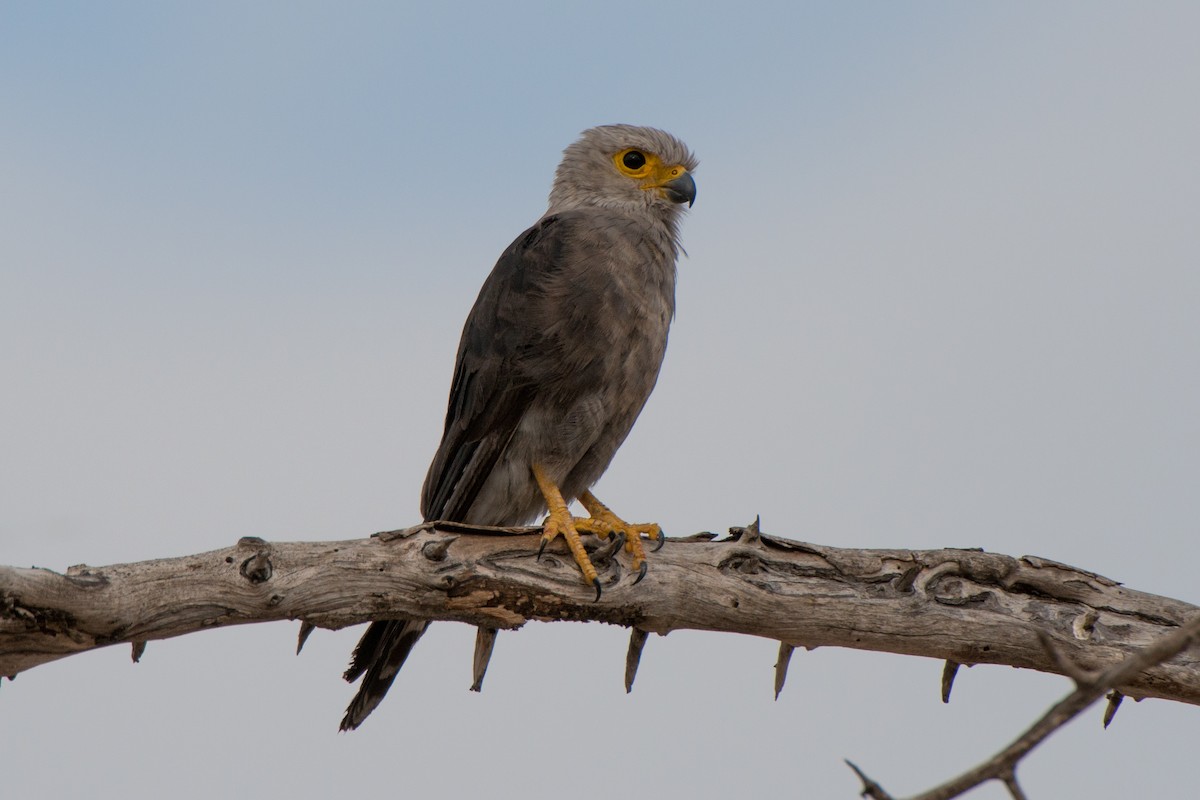 Gray Kestrel - Eric van Poppel