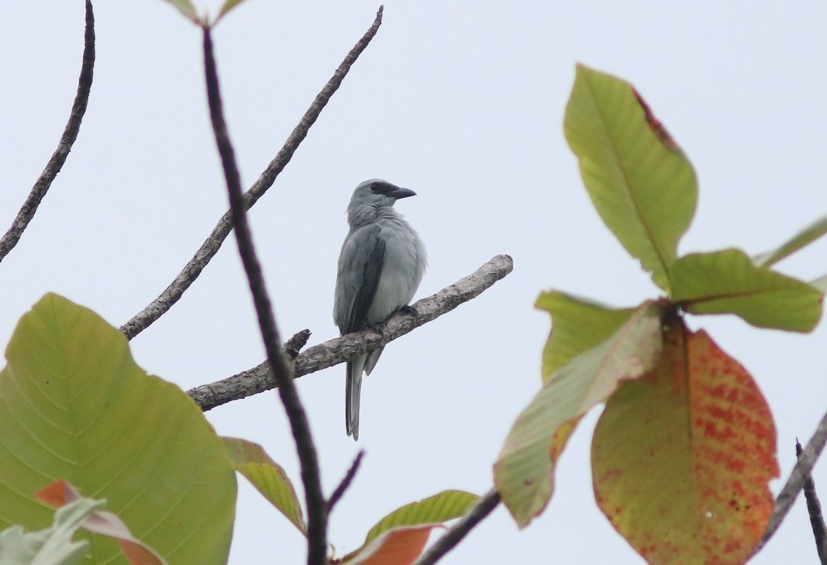 White-bellied Cuckooshrike - ML71104501