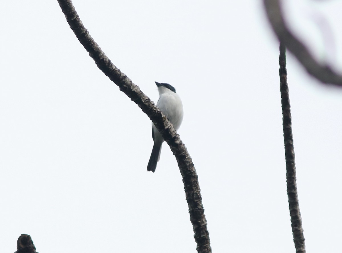 Moluccan Flycatcher - ML71104821