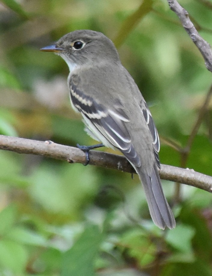 Least Flycatcher - ML71104881