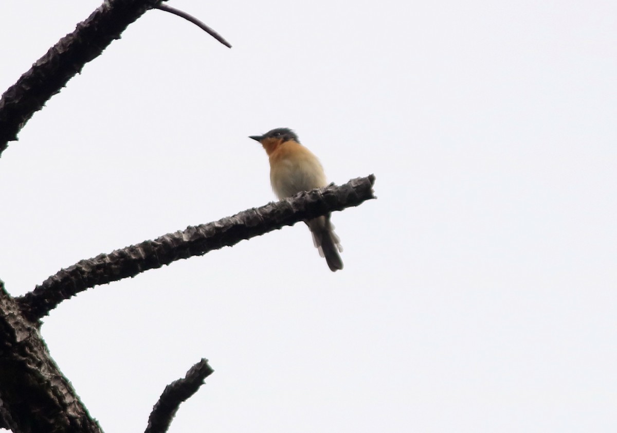 Moluccan Flycatcher - ML71104981