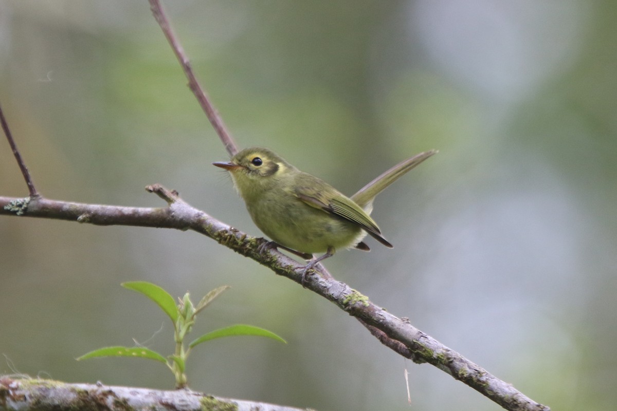 Oustalet's Tyrannulet - ML71105191