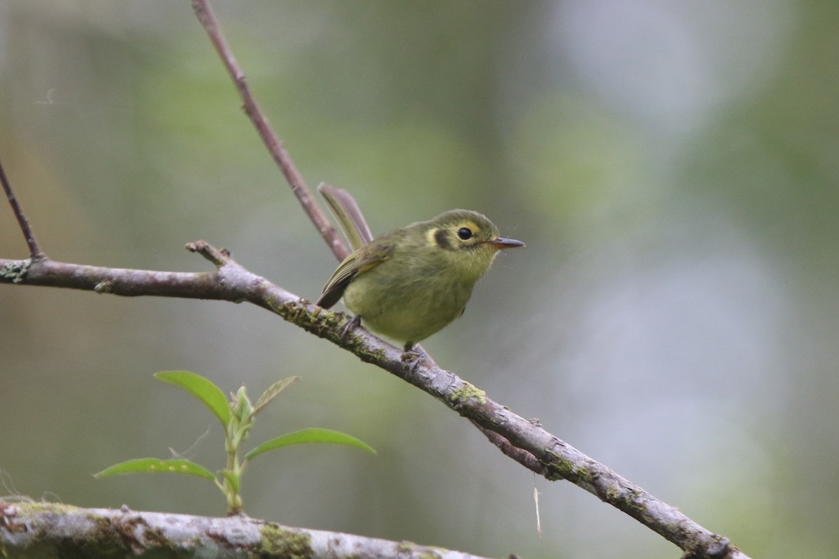 Oustalet's Tyrannulet - Ian Thompson