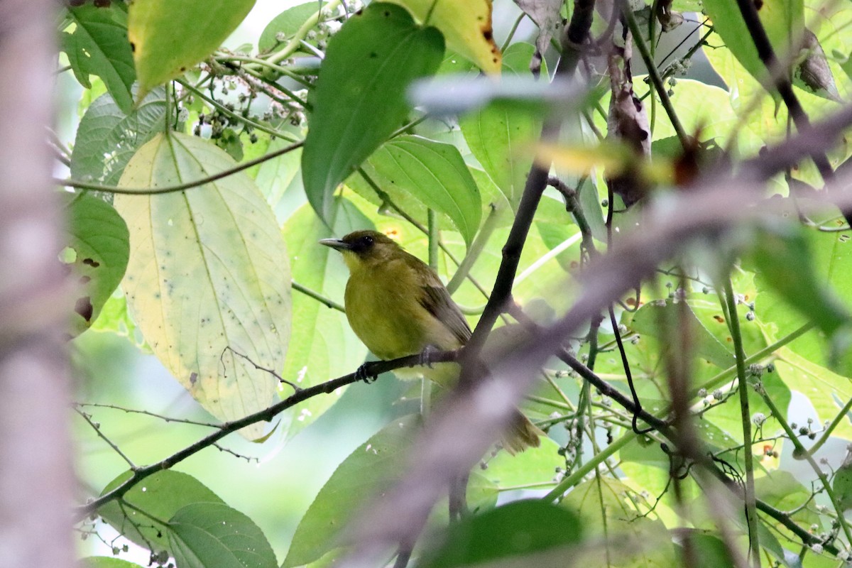 Halmahera Golden-Bulbul - ML71105371