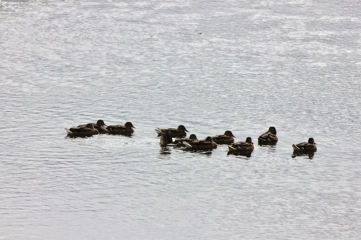 Canard colvert - ML71106271