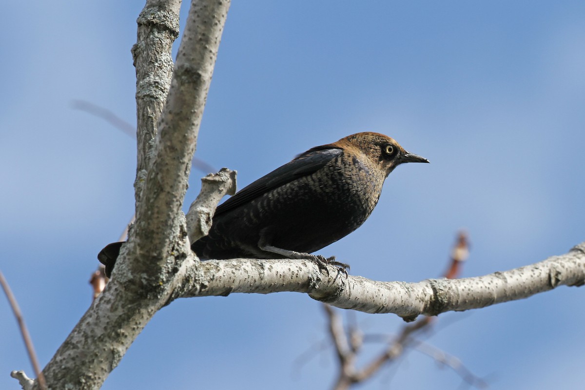Rusty Blackbird - ML71108251