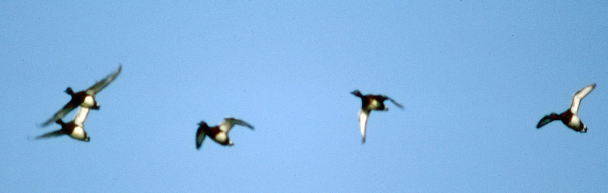 Tufted Duck - Cliff Peterson