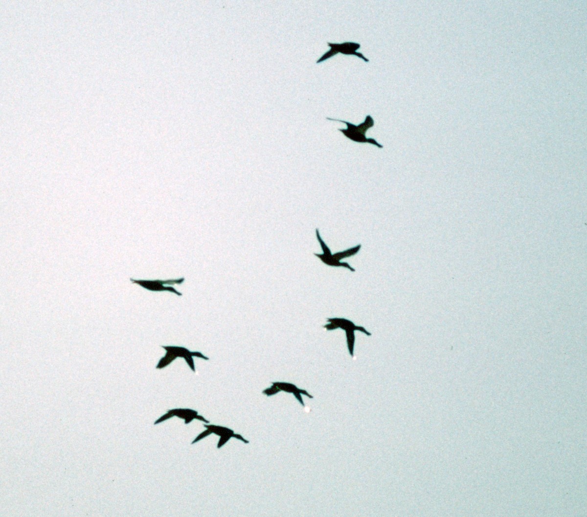 Canard souchet - ML71109721