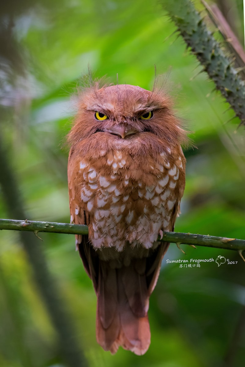 Sumatran Frogmouth - ML711099