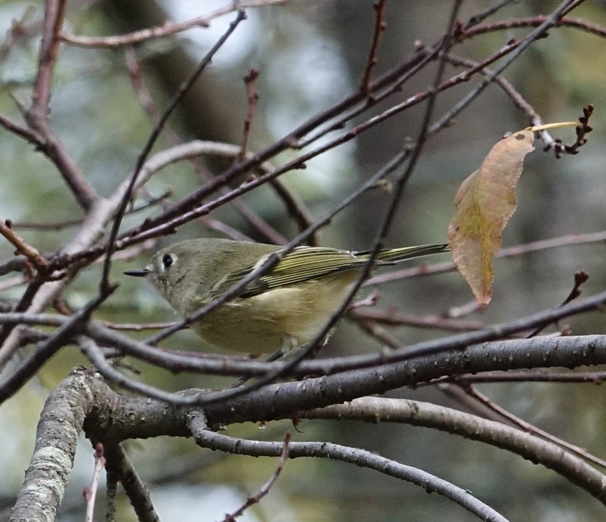 Ruby-crowned Kinglet - ML71110061