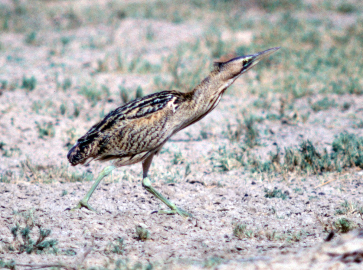 Great Bittern - ML71110241