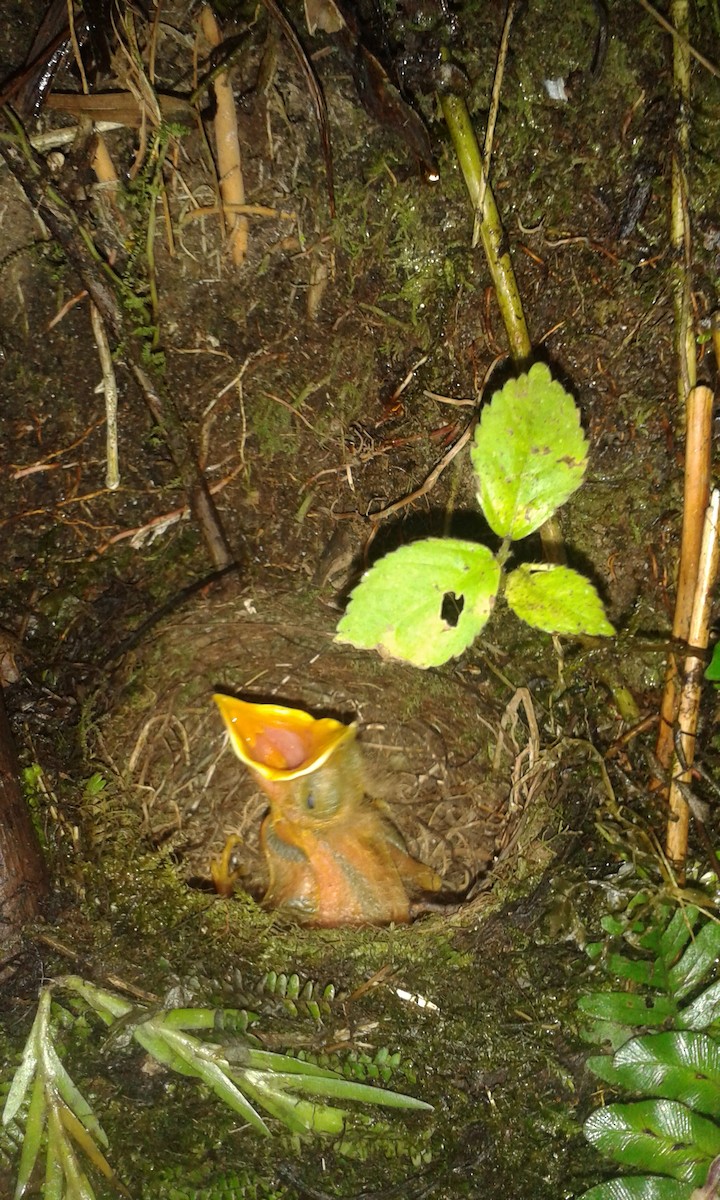 Pale-eyed Thrush - ML71110321