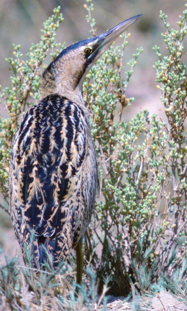 Great Bittern - ML71110391