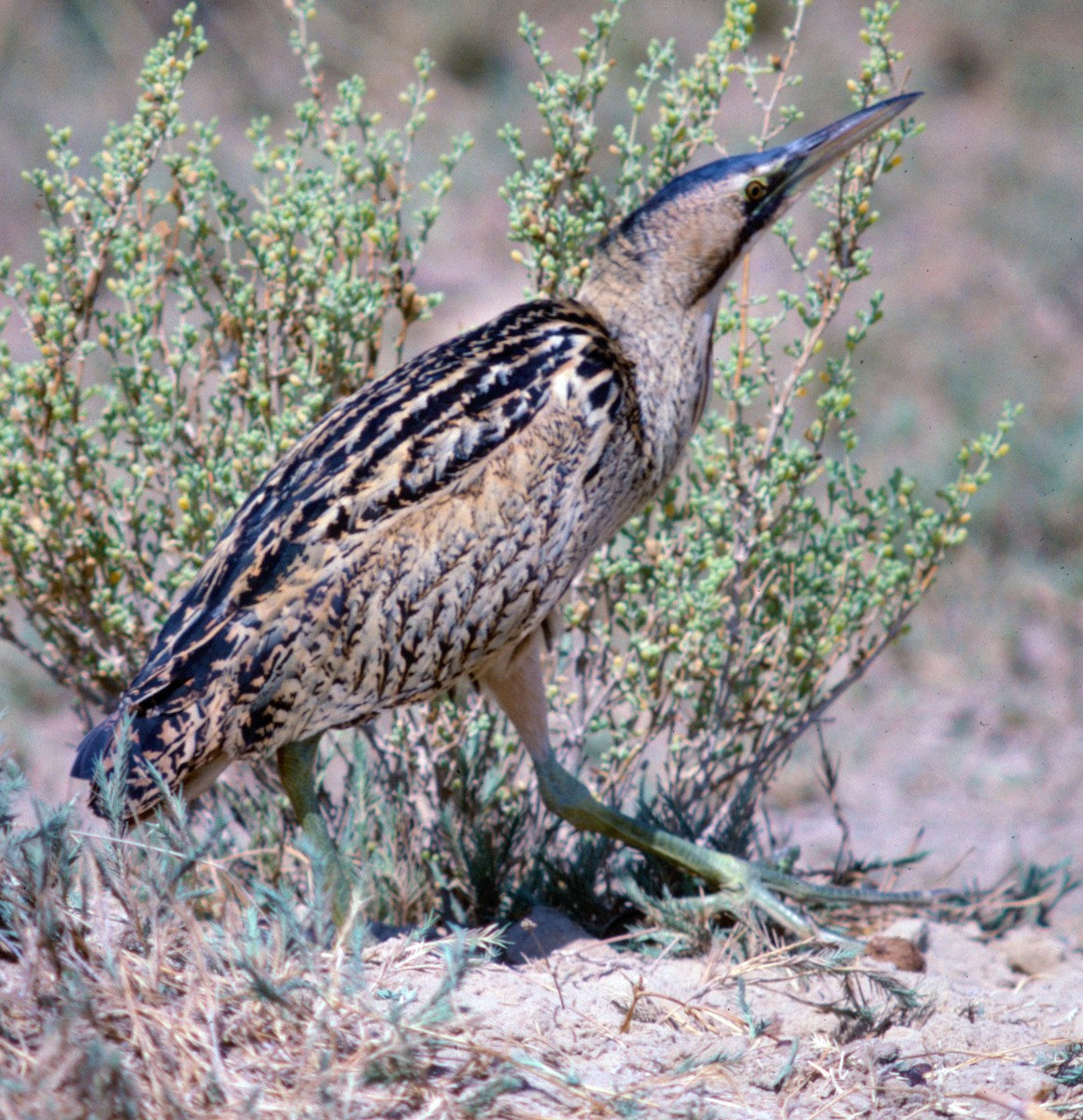 Great Bittern - ML71110621