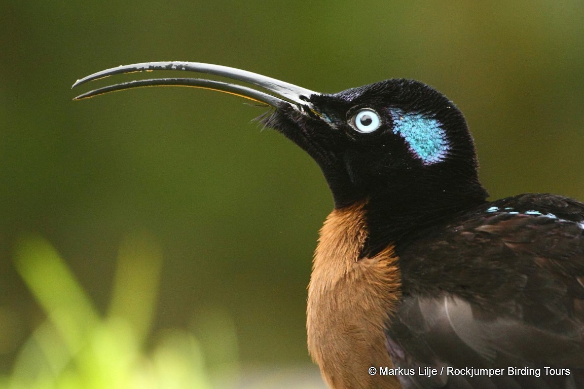 Brown Sicklebill - ML711120